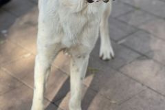 IMG-20260208-WA0028