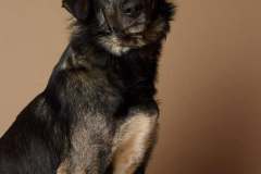 franky-1-4