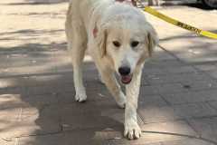 IMG-20260426-WA0021-1
