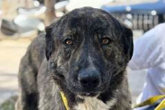 IMG-20260426-WA0037-romeo-preview