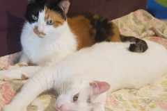 στελιος-σουγκαρ-_ο