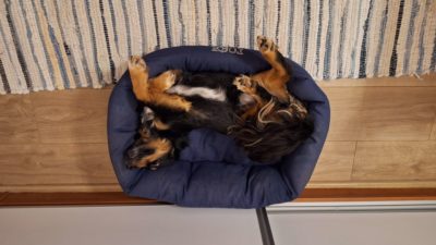 Μανικος ο σκύλος στο κρεβάτι του ανάσκελα